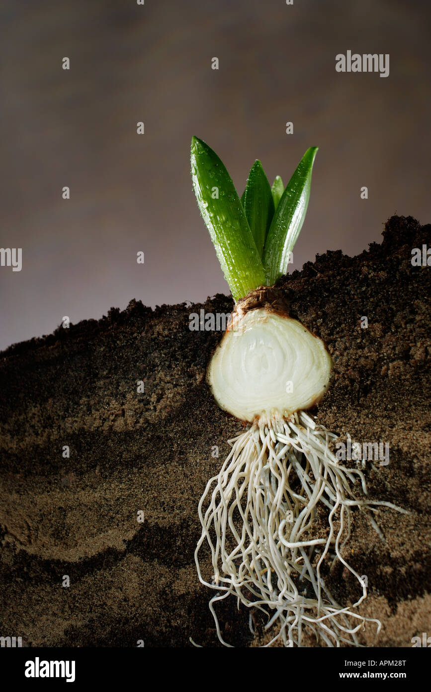 Sección transversal de un bulbo de jacinto Foto de stock