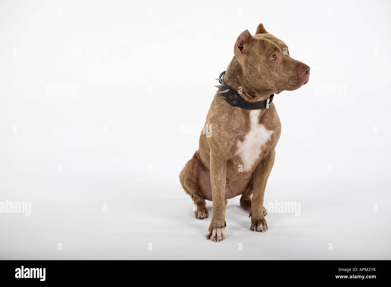 Pitbull Marron Fotos E Imagenes De Stock Alamy