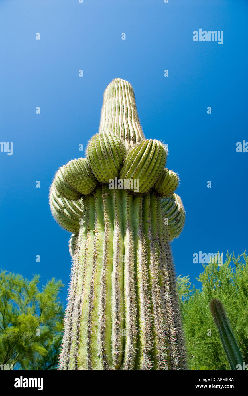 Cactus Saguaro Reserva Living Desert Palm Desert California Foto de stock