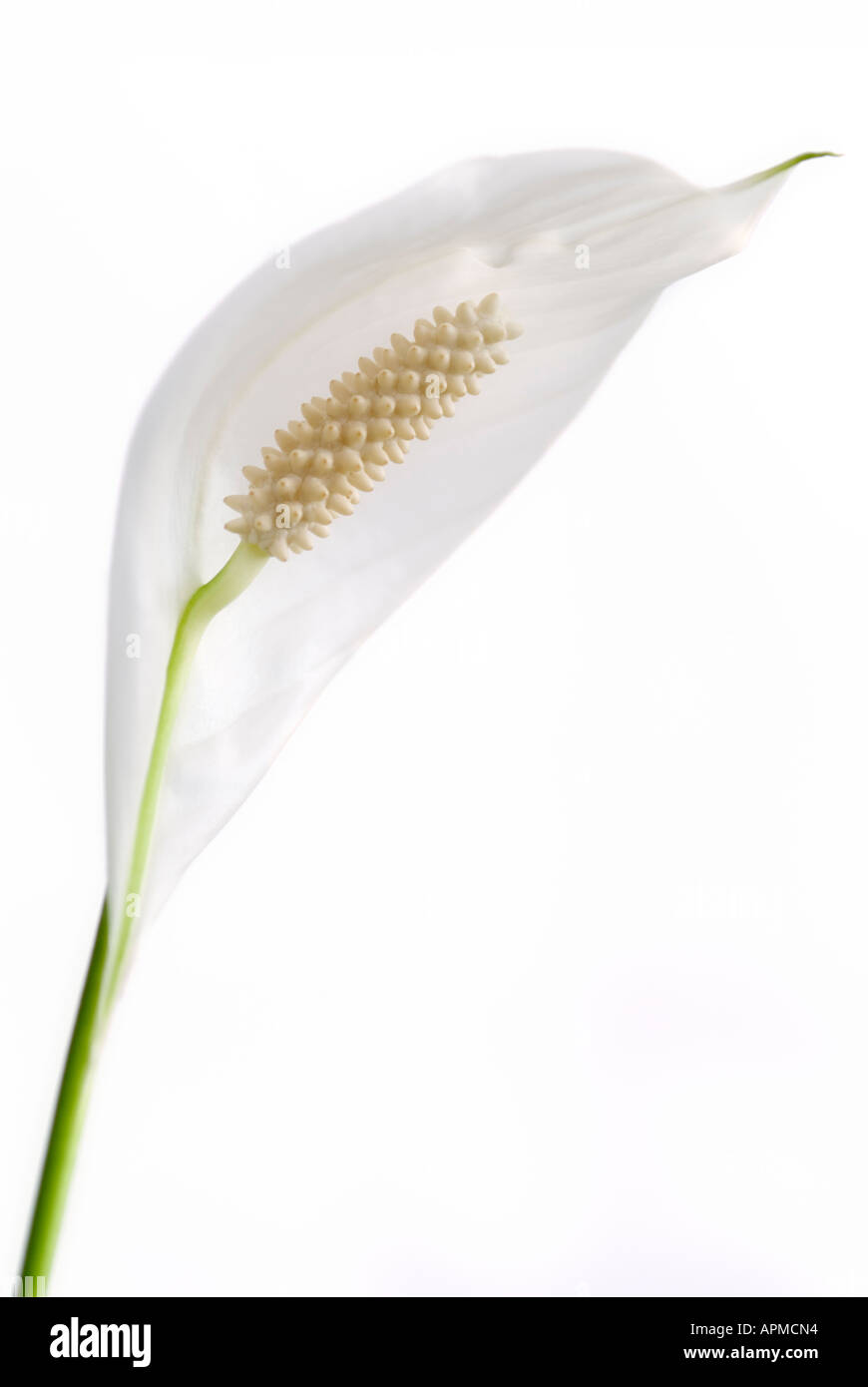 Una paz spathiphyllum lilly Foto de stock