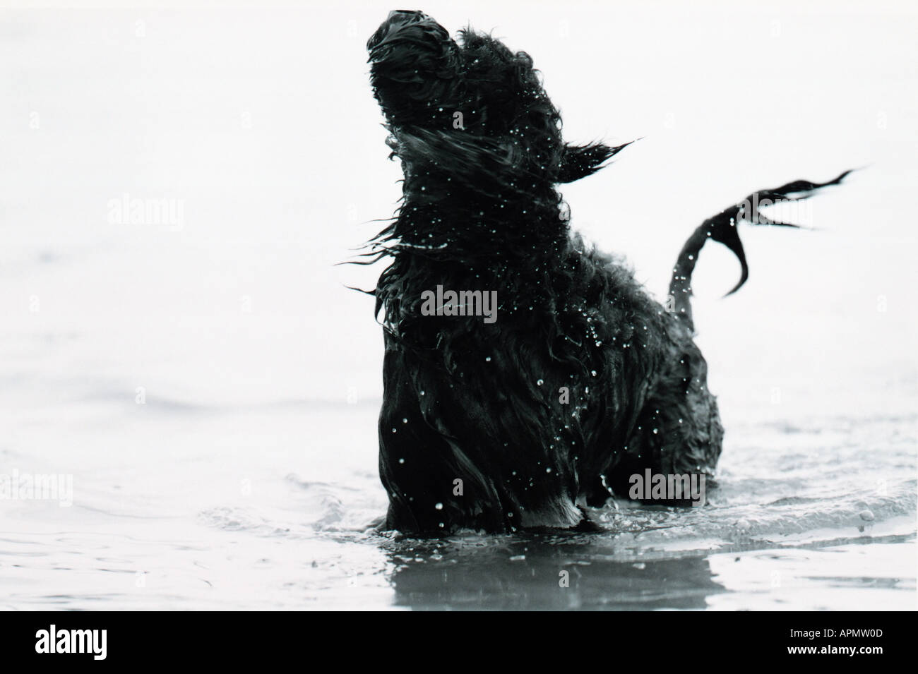Perro en carro rojo fotografías e imágenes de alta resolución - Alamy