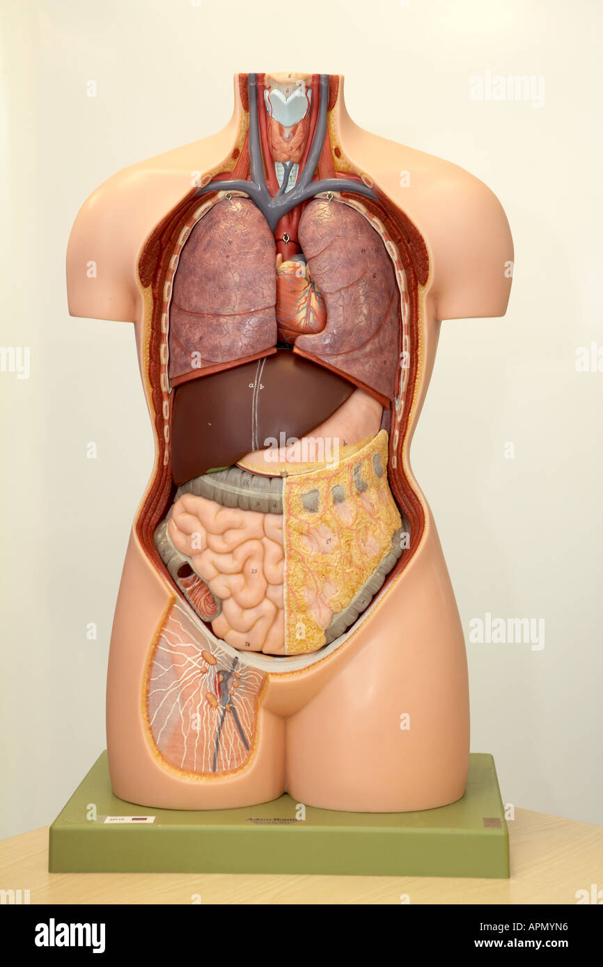 Modelo anatómico del torso humano Fotografía de stock - Alamy