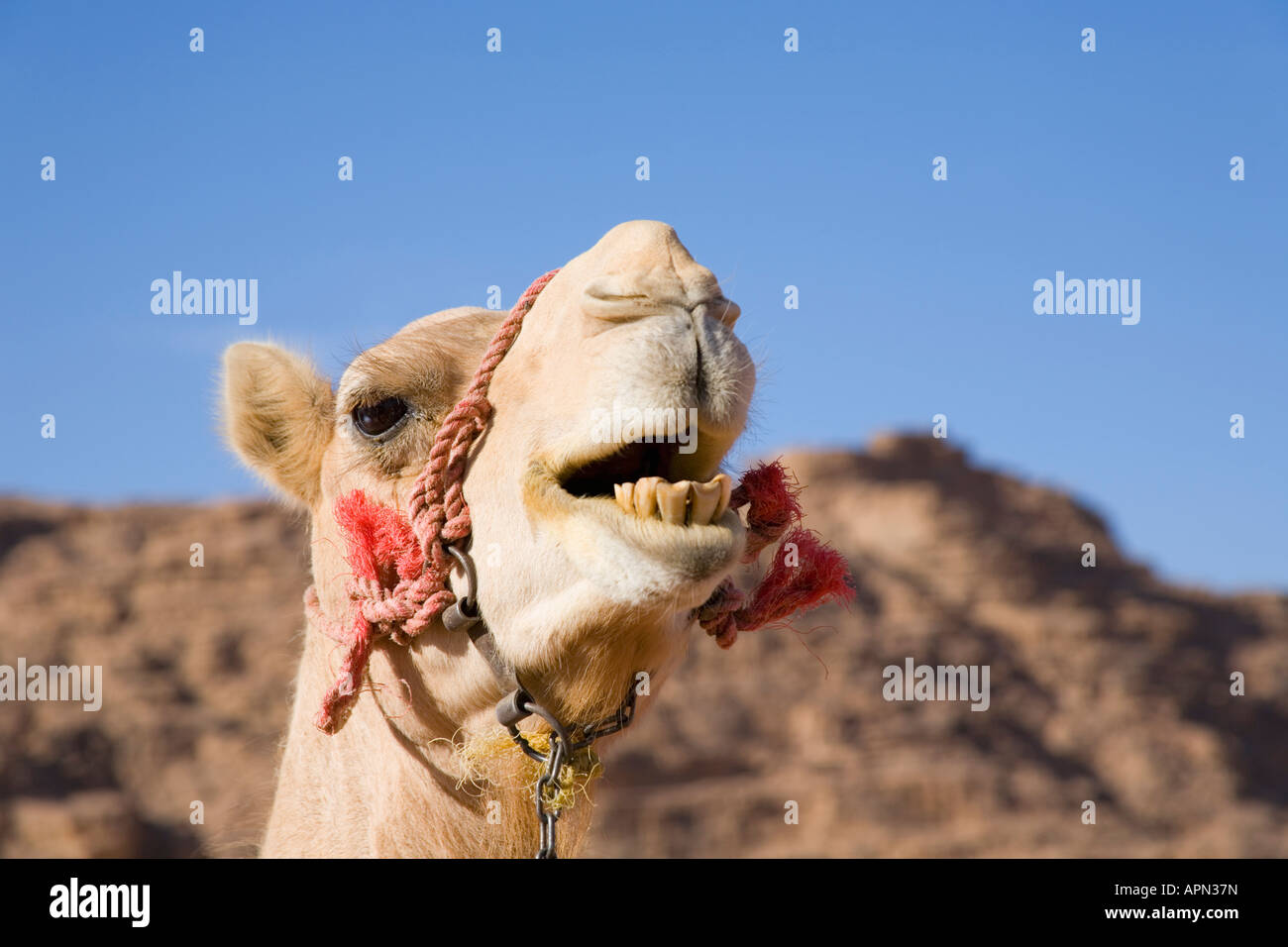 Primeros planos de cara de camello fotografías e imágenes de alta