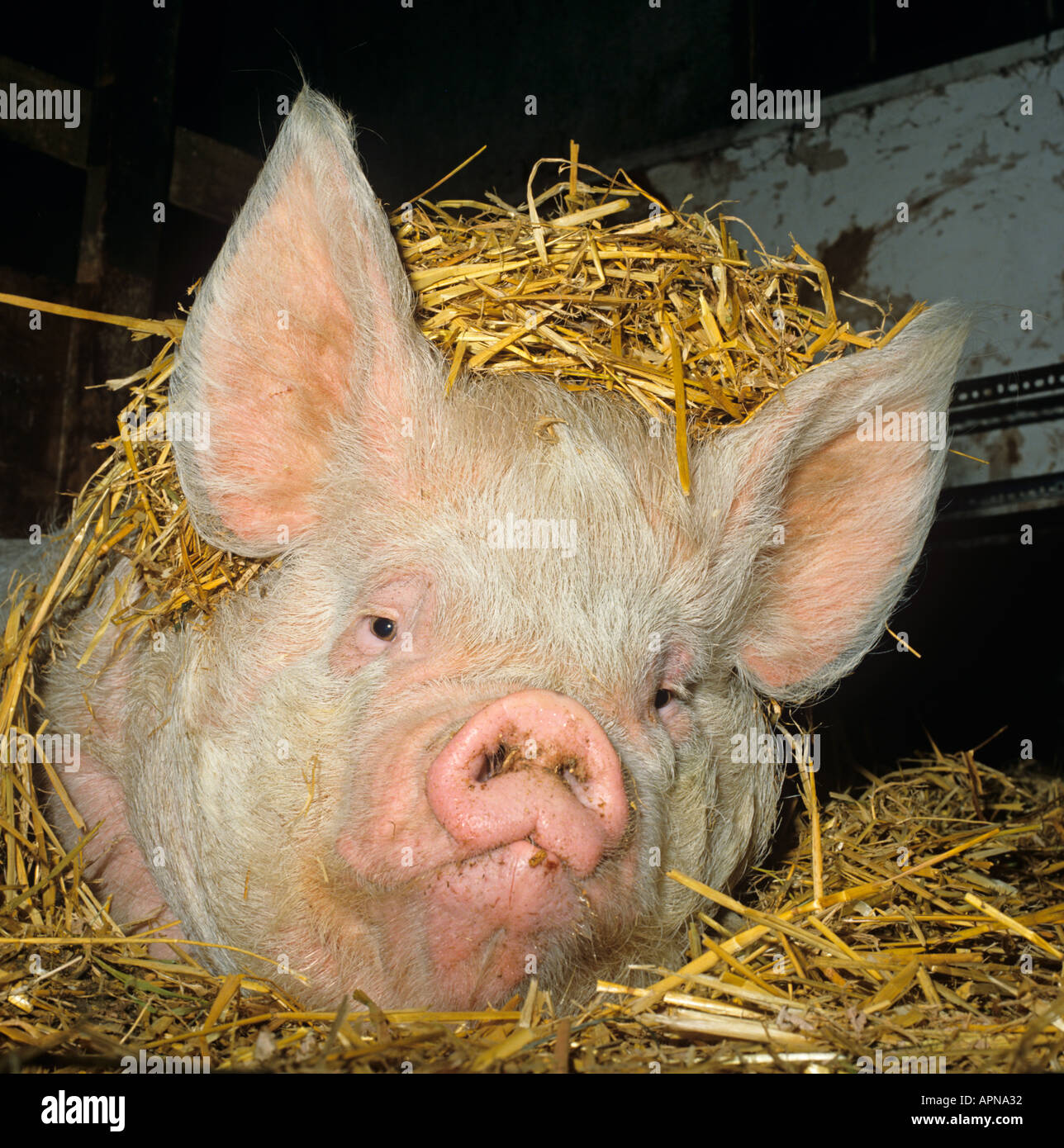 Middle white piglets fotografías e imágenes de alta resolución - Alamy