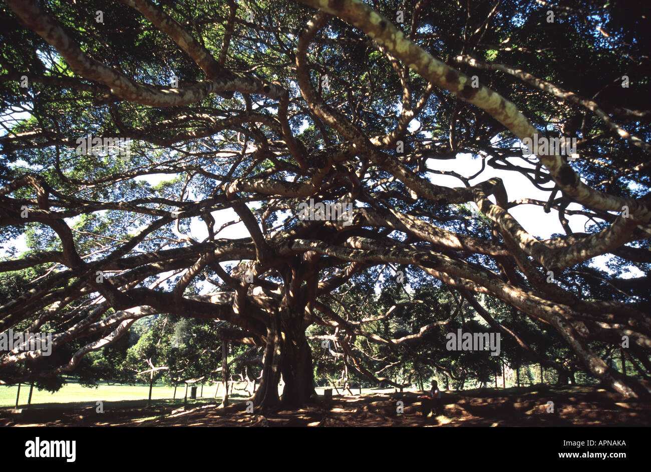 SRI LANKA, la propagación de las ramas de un gigantesco Javán higuera en Peradeniya Botanic Gardens, cerca de Kandy Foto de stock