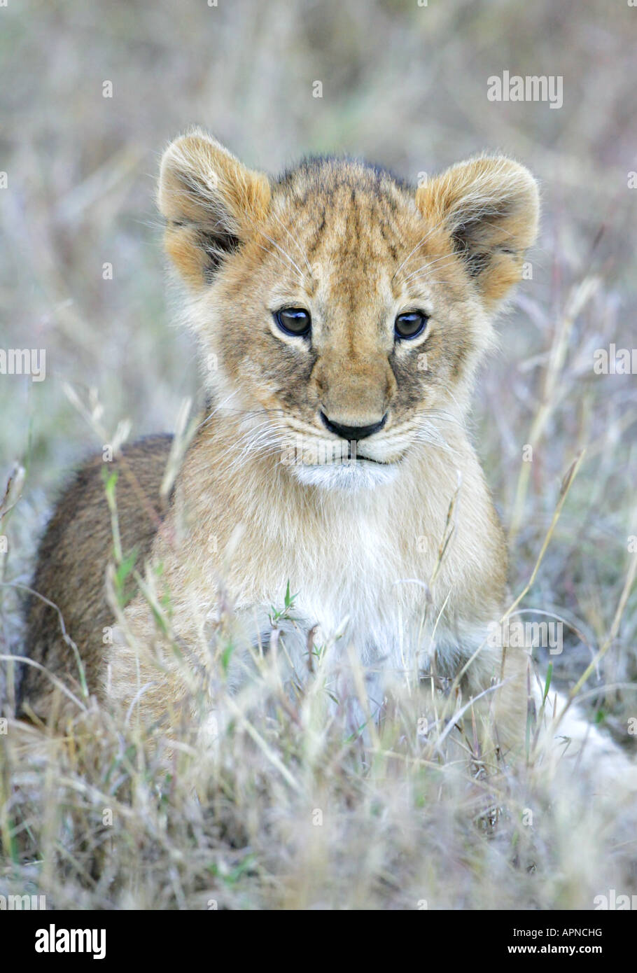 Cachorro de león en Masai Mara, Kenya Foto de stock