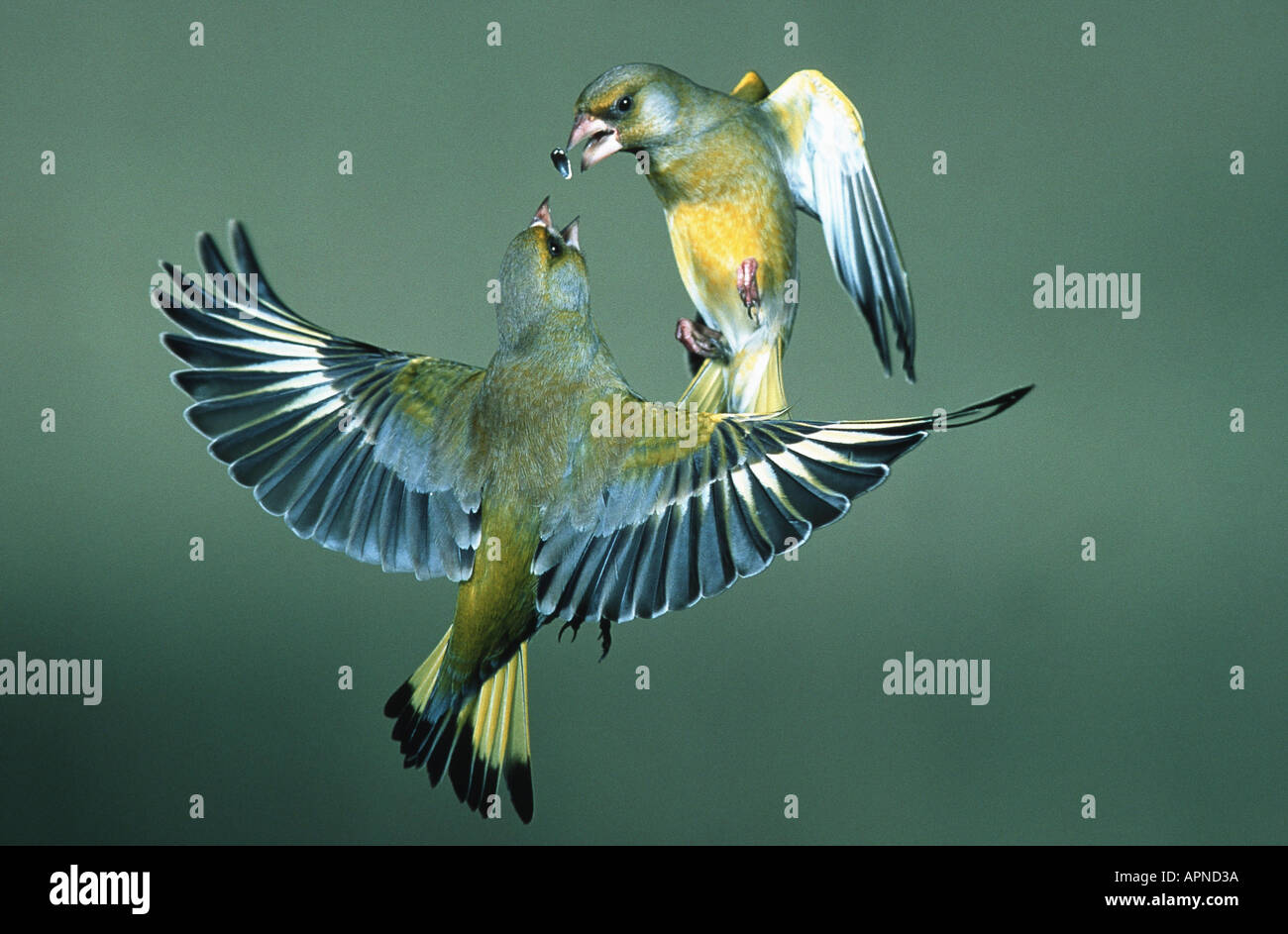 Western verderón (Carduelis chloris), volando, dos individuos pelearse por un maíz Foto de stock