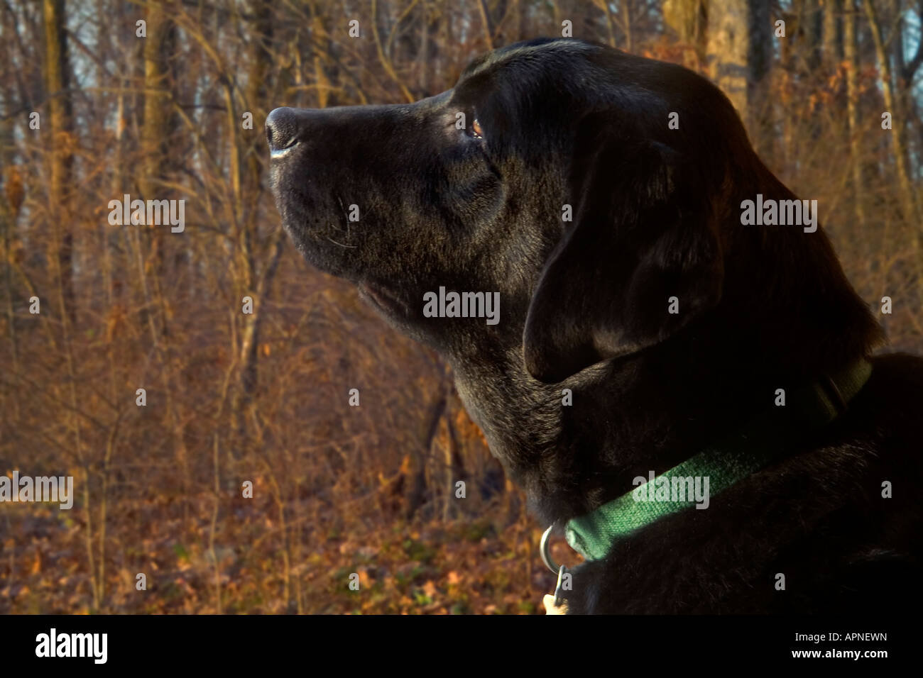 Labrador Retriever en el bosque Foto de stock