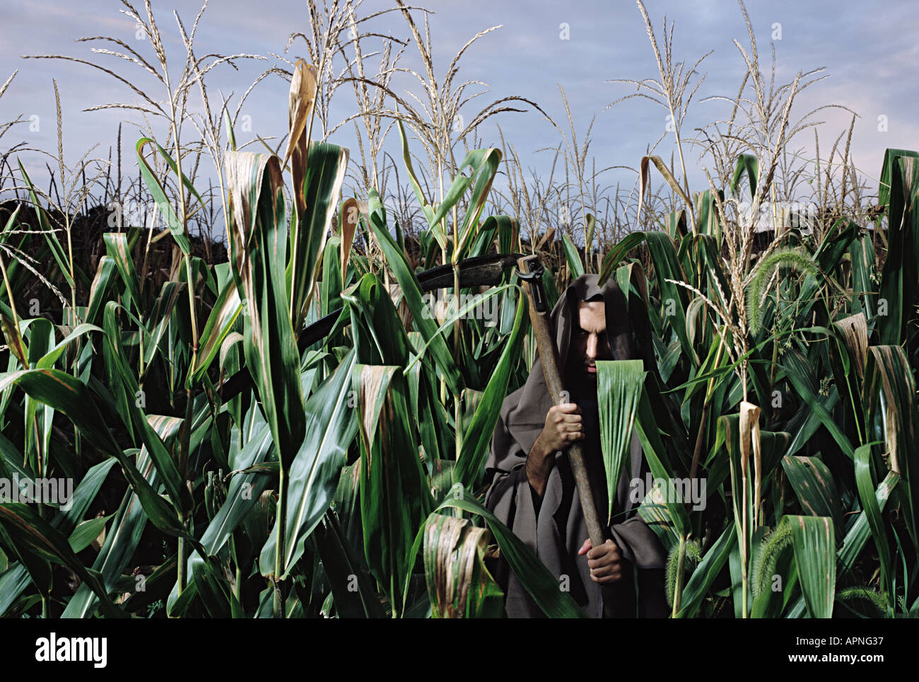 Guadaña disfrazados en un campo de maíz Fotografía de stock - Alamy