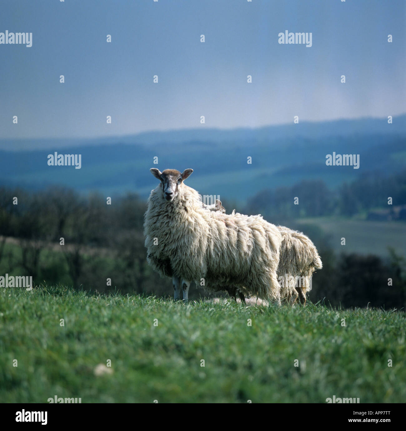 North Country mula oveja sobre la hierba con la esquila de lana antes de largo Foto de stock