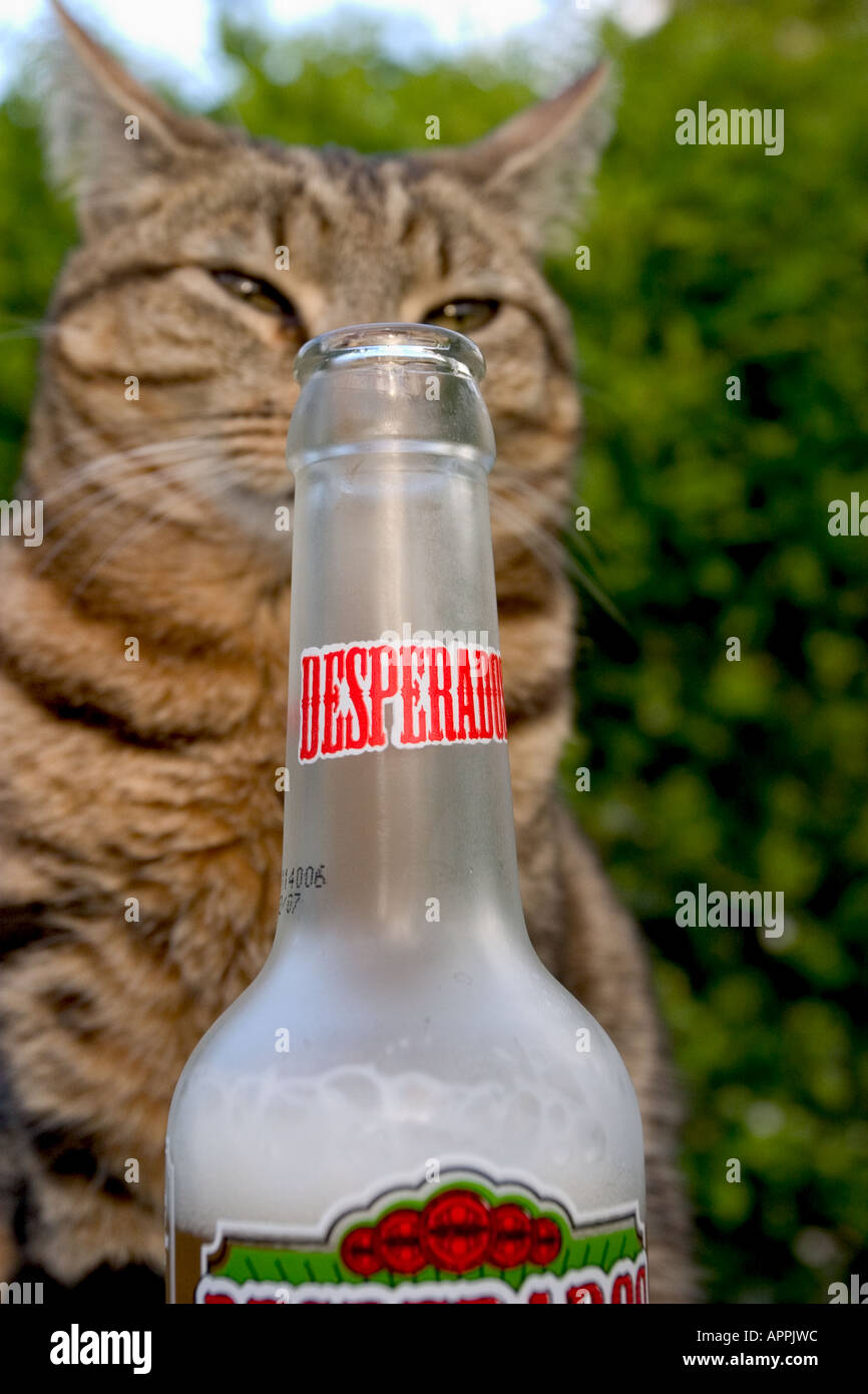 Gato bebiendo una cerveza desesperado Fotografía de stock - Alamy