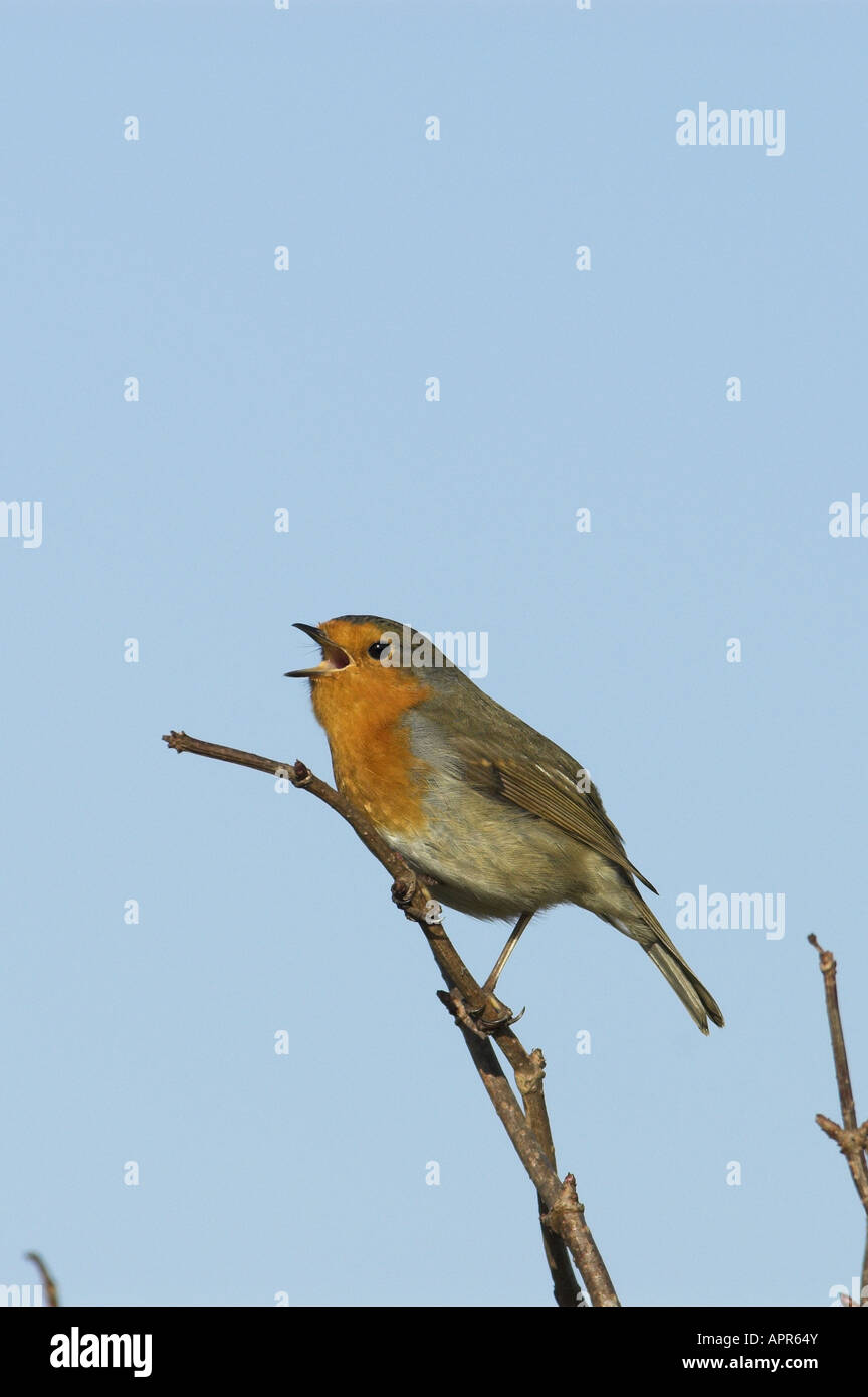 Cantando el Petirrojo Erithacus rubecula Suffolk UK Enero Foto de stock