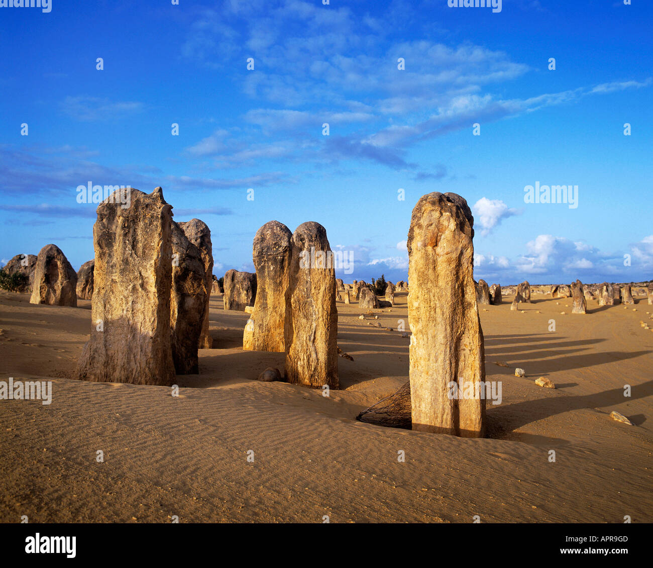 Los pilares de piedra caliza que varían en altura desde unos pocos centemeters a 5 metros subiendo desde la llanura arenosa casi desprovisto de vegetación conocido como el parque nacional de Nambung pináculos Foto de stock