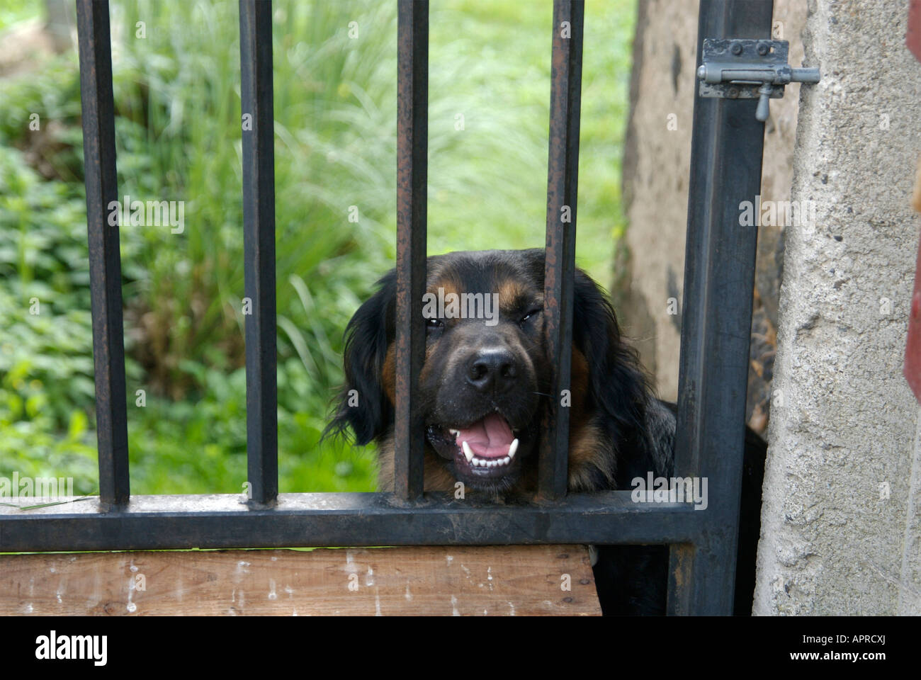Perro agresivo en un jardín puerta Foto de stock