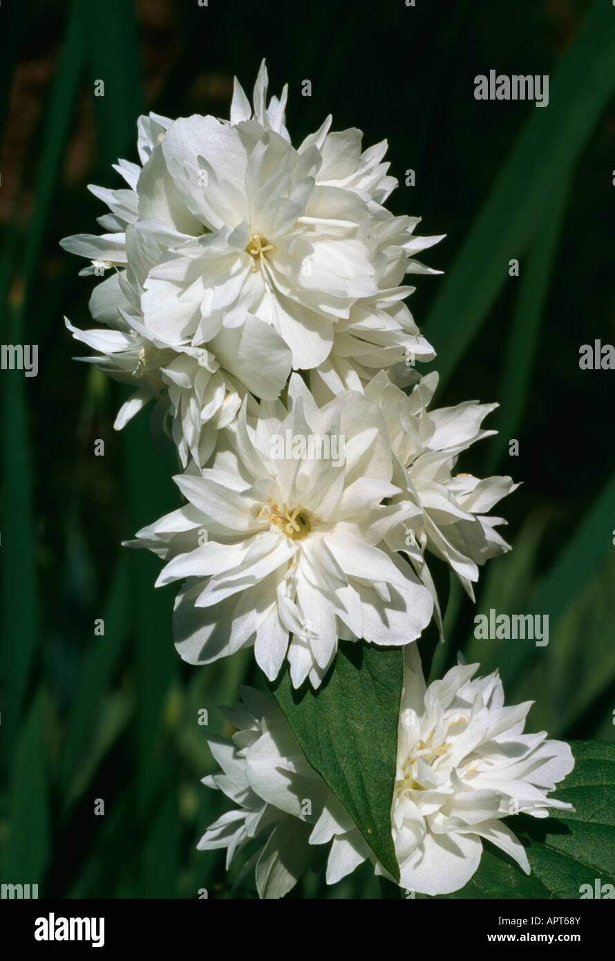 Filadelfo blanco una ramita de delicadas flores blancas y brillantes Foto de stock