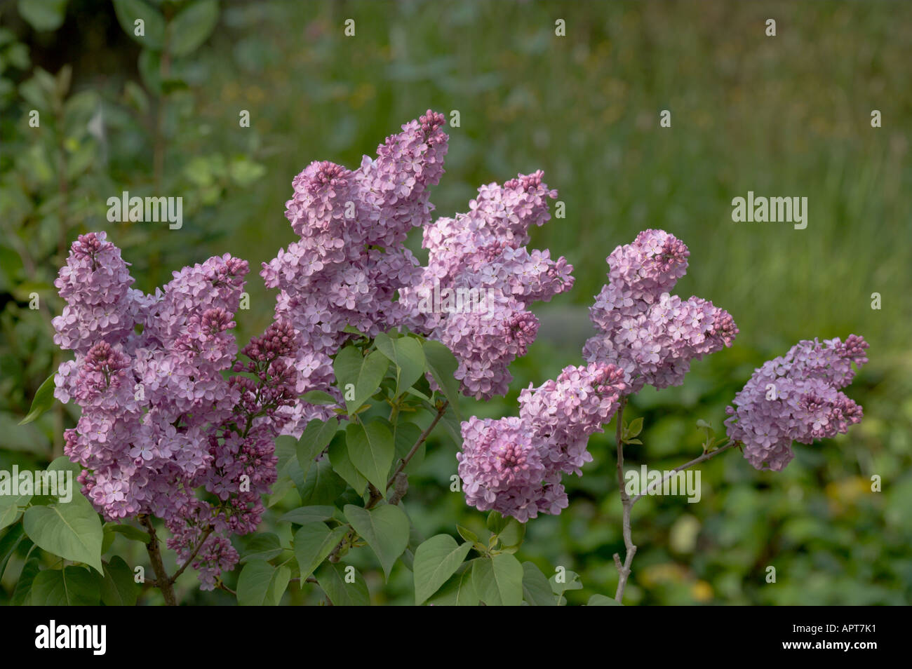 Las lilas (Syringa vulgaris) flores y hojas en un jardín paisajístico,  España Fotografía de stock - Alamy