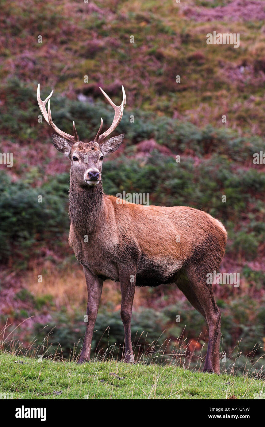 Ciervo ciervo en temporada de celo Perthshire Foto de stock