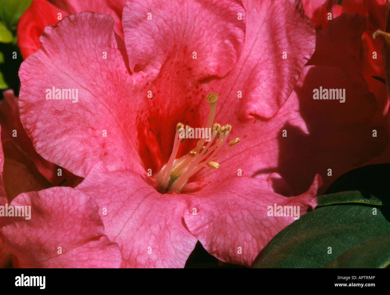 Azalea Rhododendron rosa atractiva Foto de stock