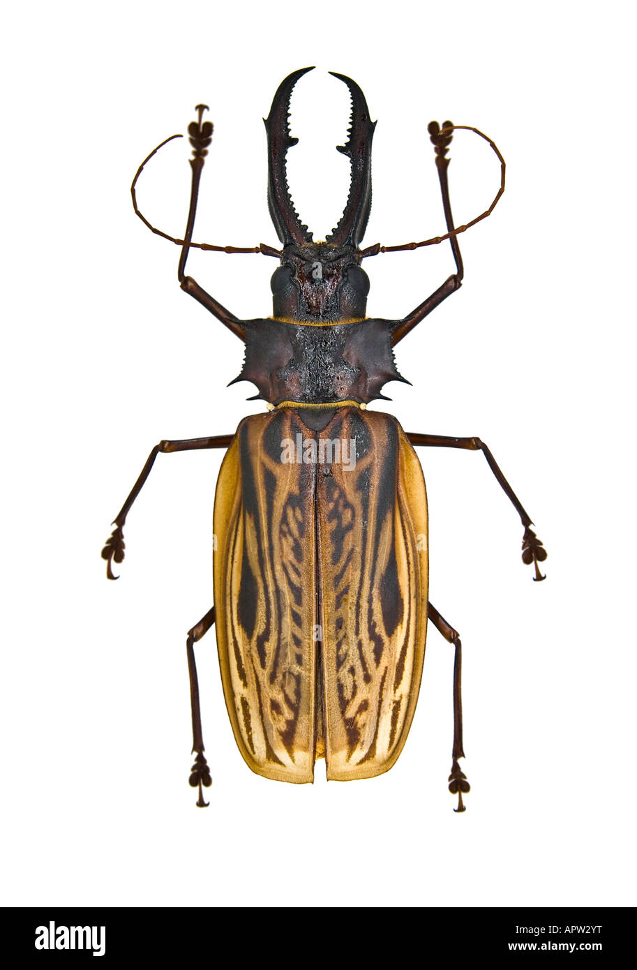 Escarabajo de cuernos largos boliviano gigante sobre fondo blanco Cerambycidae Foto de stock