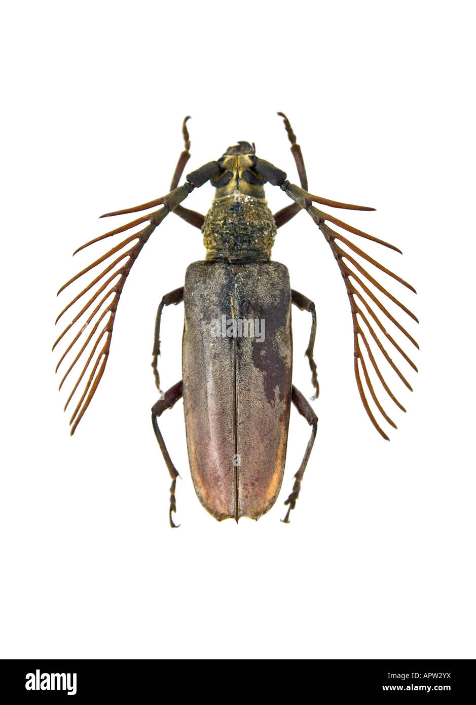 Firefly macho Pterotus obscuripennis sobre fondo blanco. Foto de stock