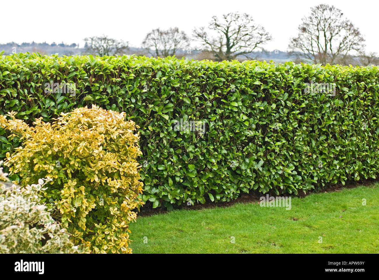 Perfectamente encajados laurel hedge en un jardín de Wiltshire UK Foto de stock