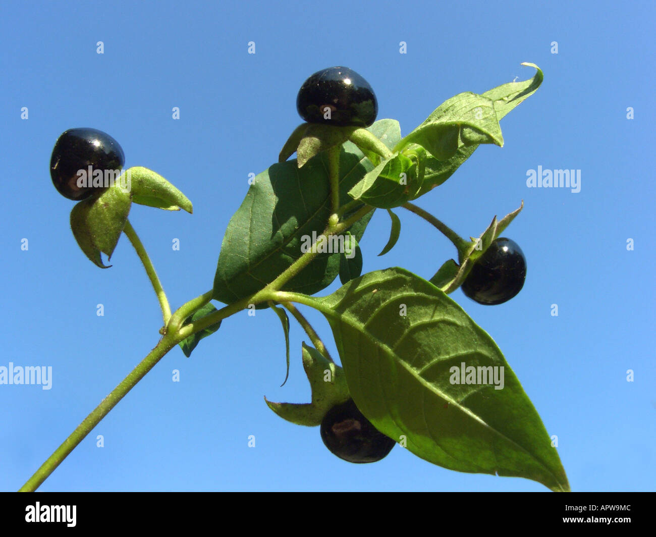 Deadly nightshade (Atropa bella-donna, Atropa belladonna), maduros frutos  tóxicos contra el cielo azul Fotografía de stock - Alamy