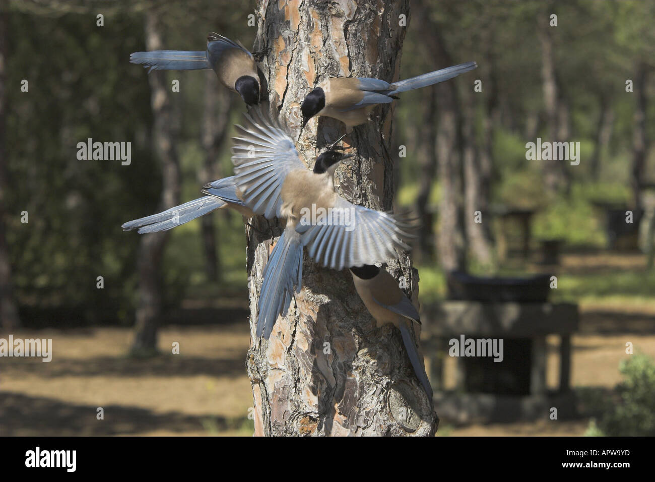 Alas azules urraca (Cyanopica cyana), grupo alimentándose en un pino, Andalucía Foto de stock