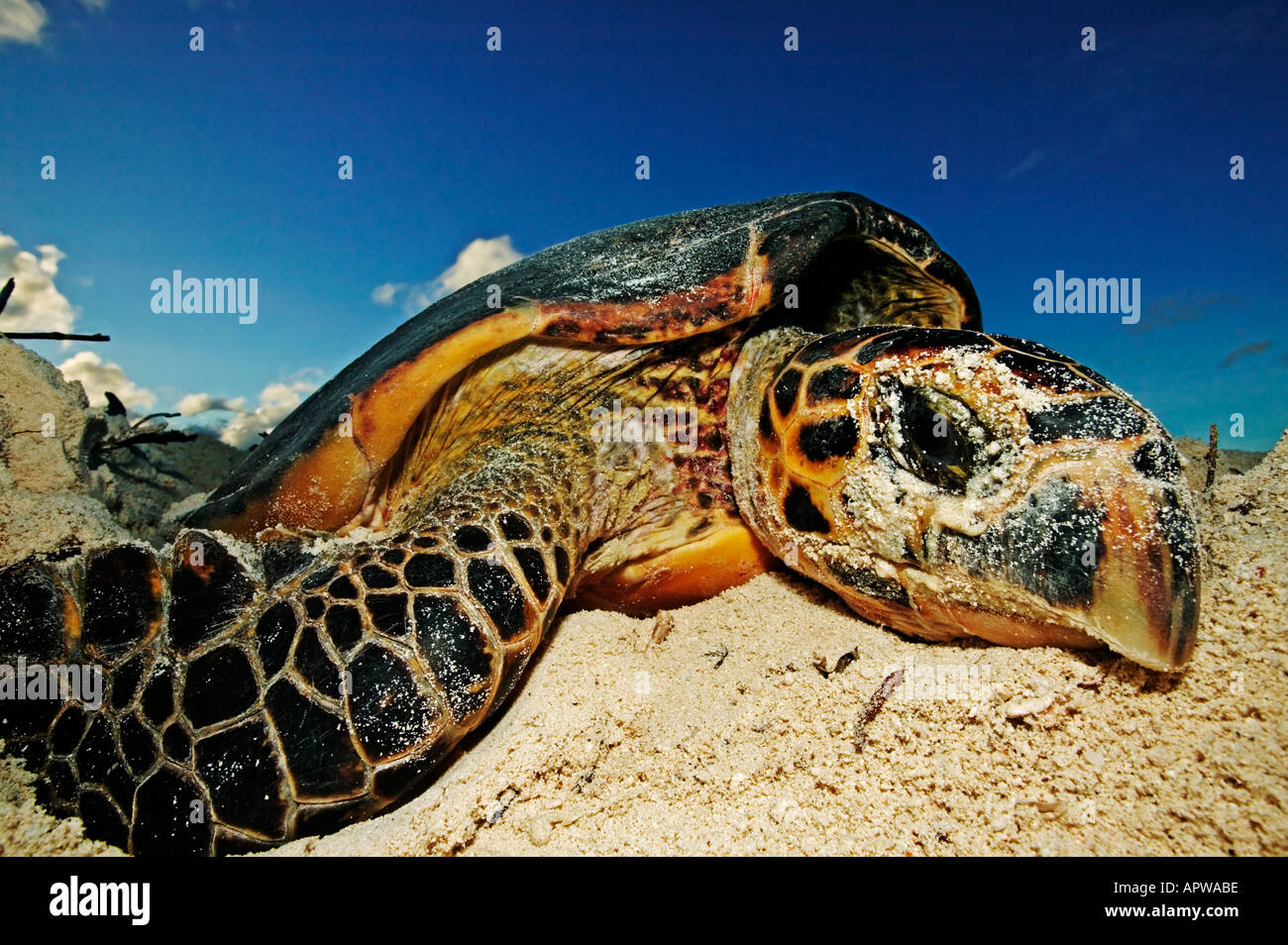 La tortuga carey Eretmochelys imbricata en peligro la puesta de los huevos en la playa Dist océanos tropicales y subtropicales de todo el mundo Foto de stock