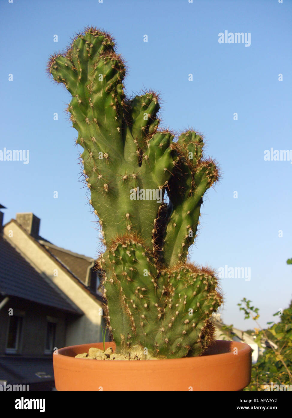 Curiosidad planta; Antorcha Peruana peruana, Cactus, Crested Columna Cactus (Cereus peruvianus Monstrosus Cereus uruguayanus Monst Foto de stock