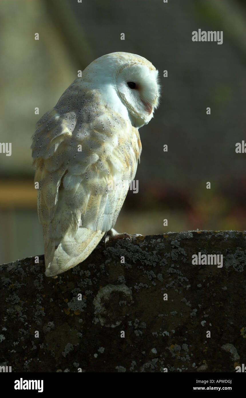 Partes de la cara en ingles fotografías e imágenes de alta resolución