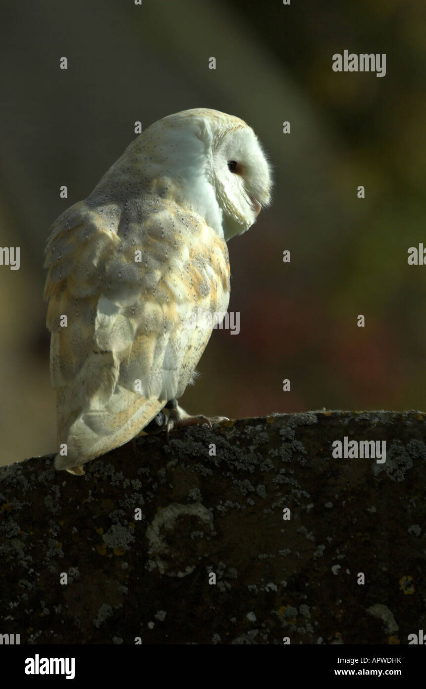 Partes de la cara en ingles fotografías e imágenes de alta resolución