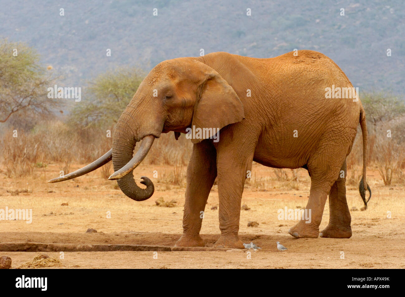 Elefantes cubiertos de barro de color marrón rojizo mudbath Foto de stock