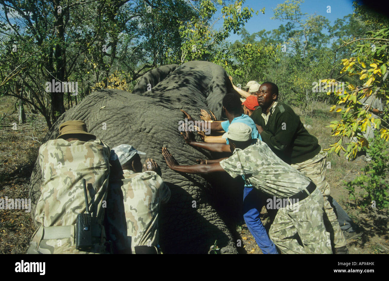 Un equipo de captura de juegos empuja un elefante como sedante hace efecto completo para asegurarse de que no se cae Foto de stock