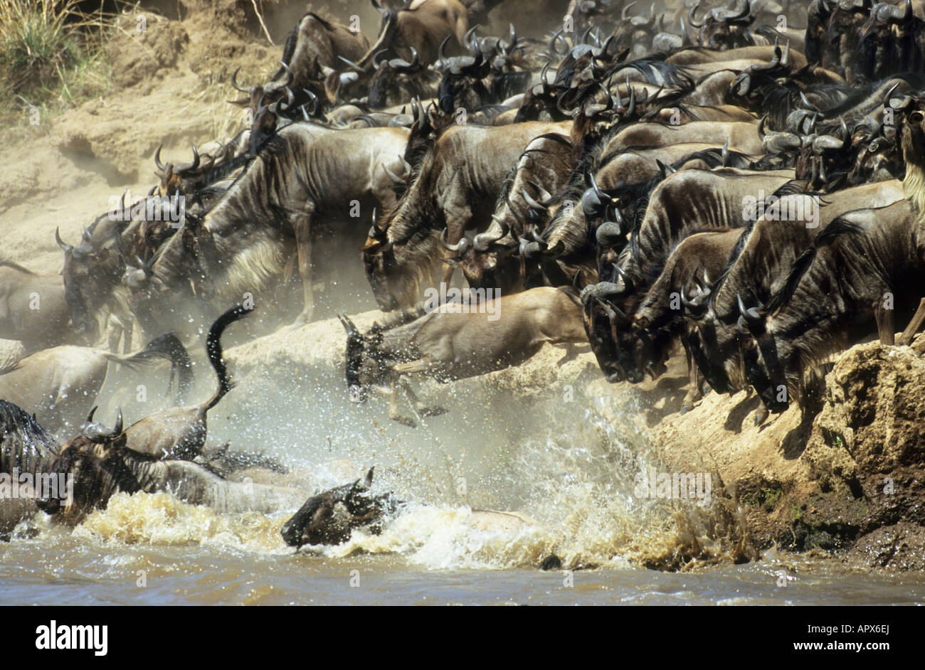 Blanco barbudo (migración de los ñus Connochaetes taurinus albojubatus) con los animales saltando en el río Mara cruzarlo Foto de stock