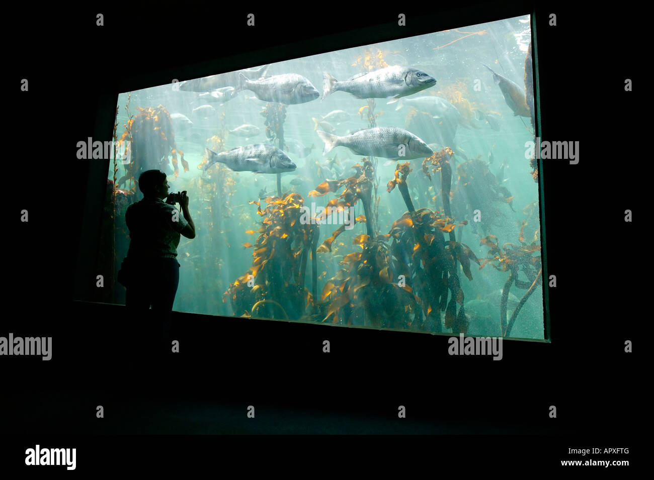 Una silueta figura mirando a una escuela de peces en un tanque de peces marinos en el acuario Two Oceans Foto de stock