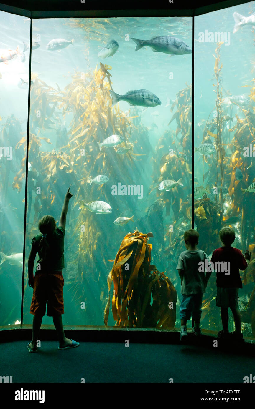 Niños mirando los peces en un tanque de algas en el acuario Two Oceans en Cape Town Foto de stock