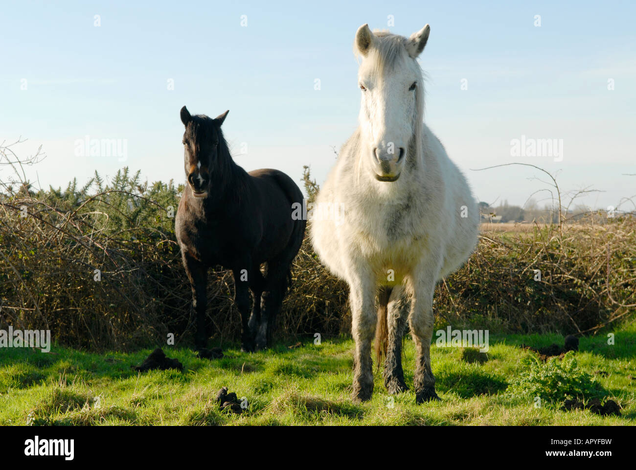 Un paisaje de color la imagen de un caballo blanco y un caballo negro de pie en un campo. Foto de stock