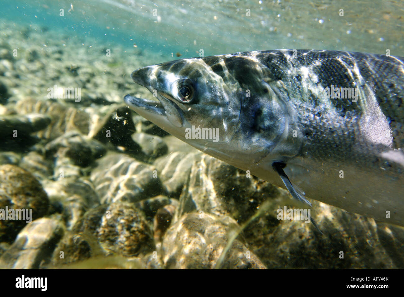 Disparo único del salmón del Atlántico en su hábitat natural Foto de stock