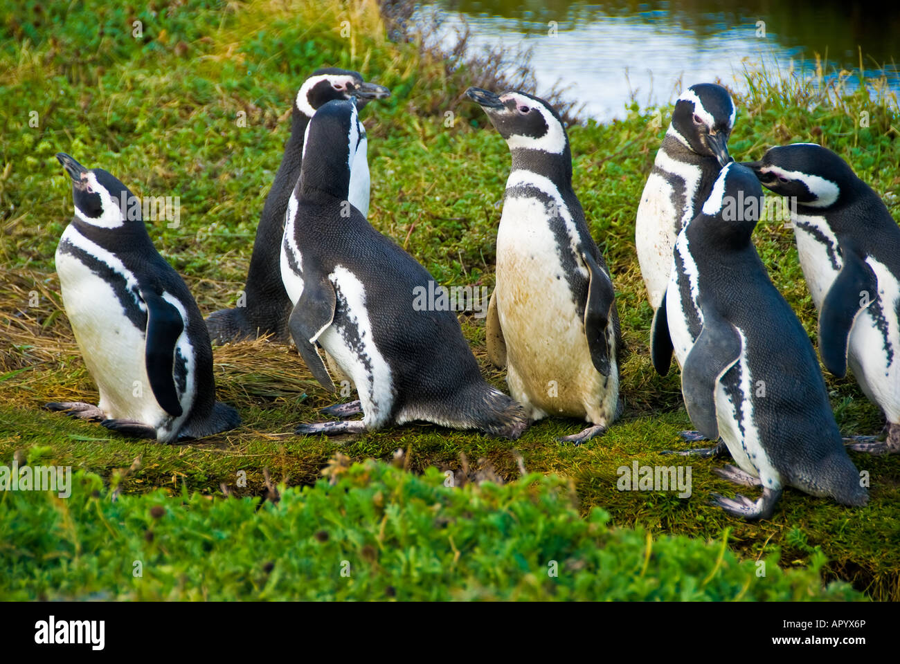 Pingüinos de Magallanes Foto de stock
