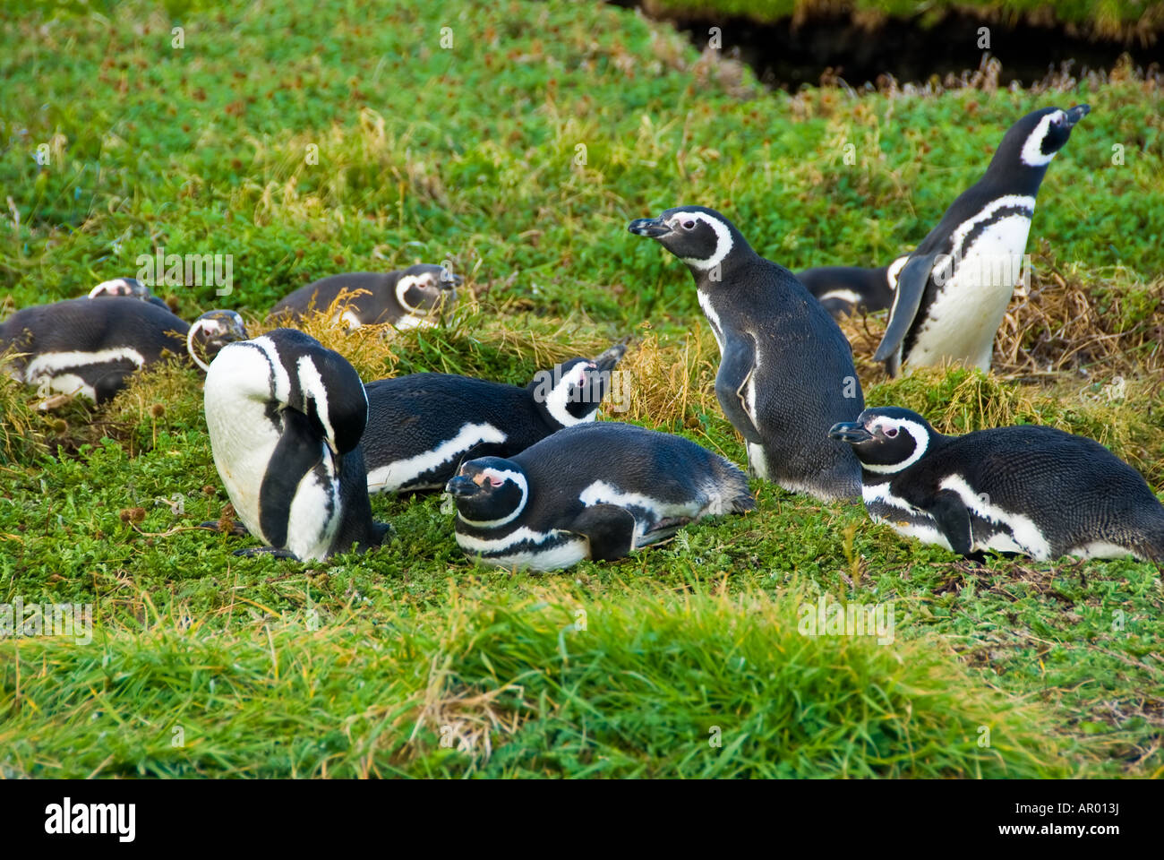 Pingüinos de Magallanes Foto de stock