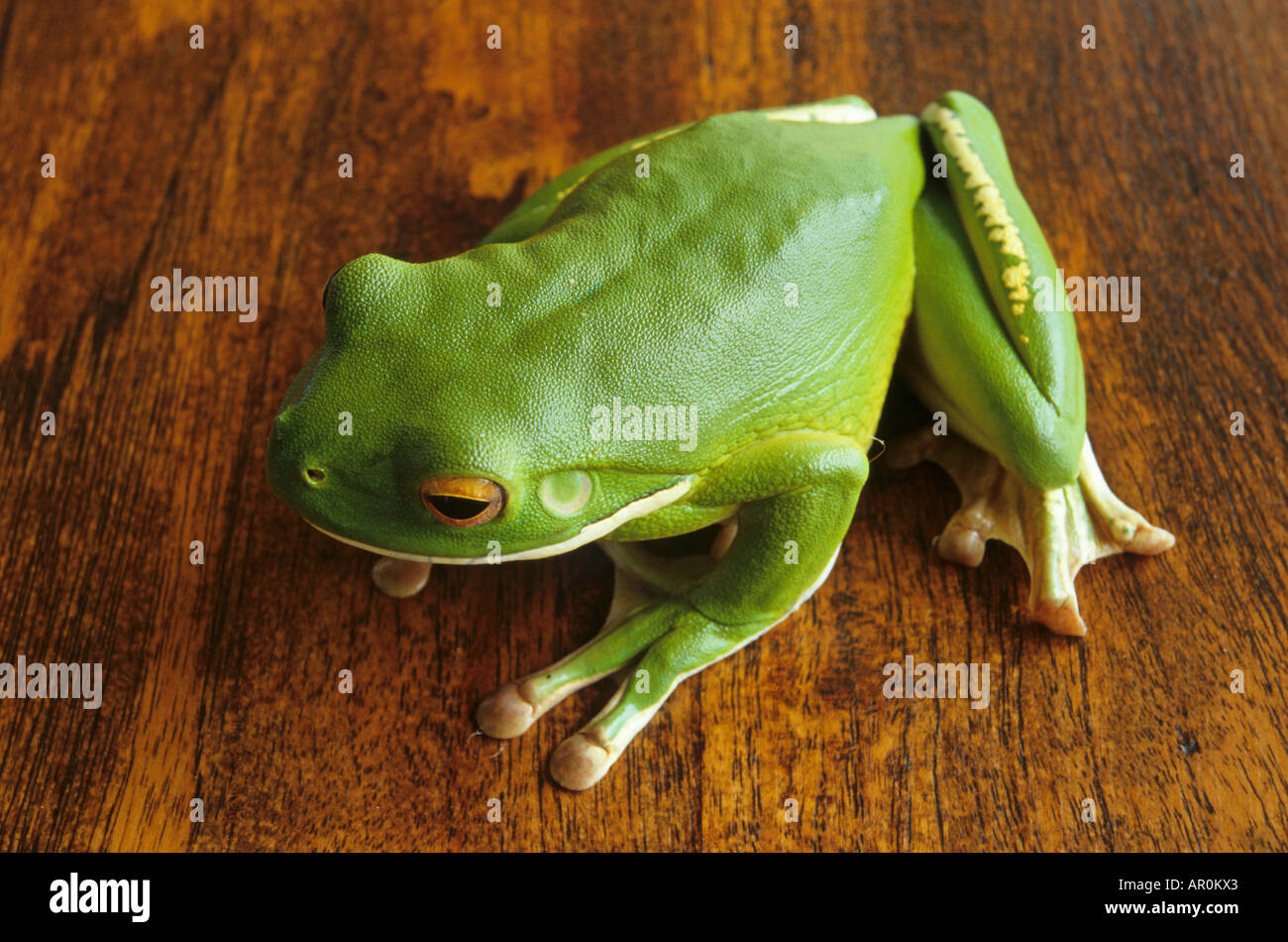 Frog inside fotografías e imágenes de alta resolución - Alamy