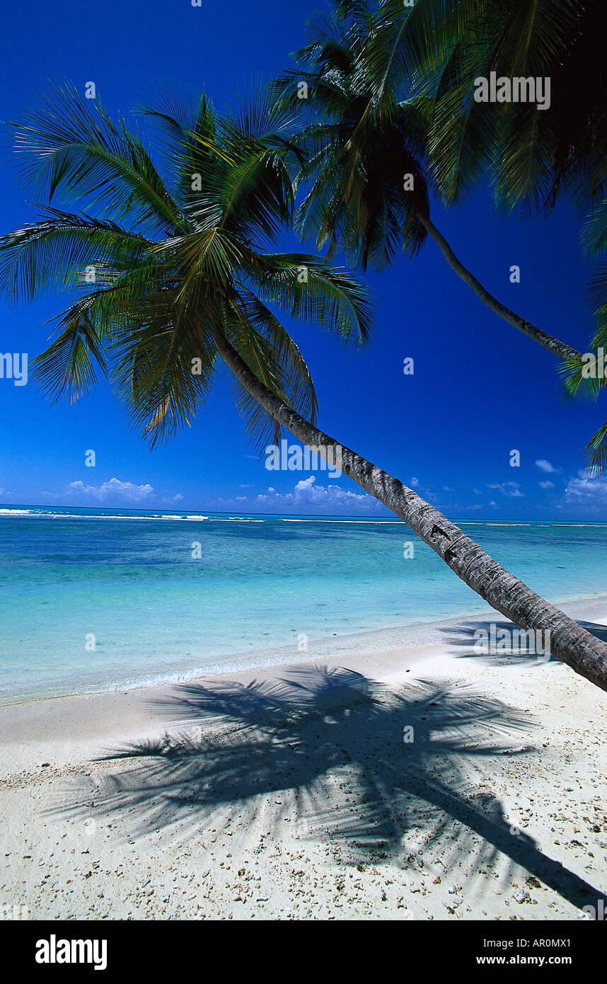 Kokospalmen Palmenstrand, Tobago, West Indies, Karibik Foto de stock