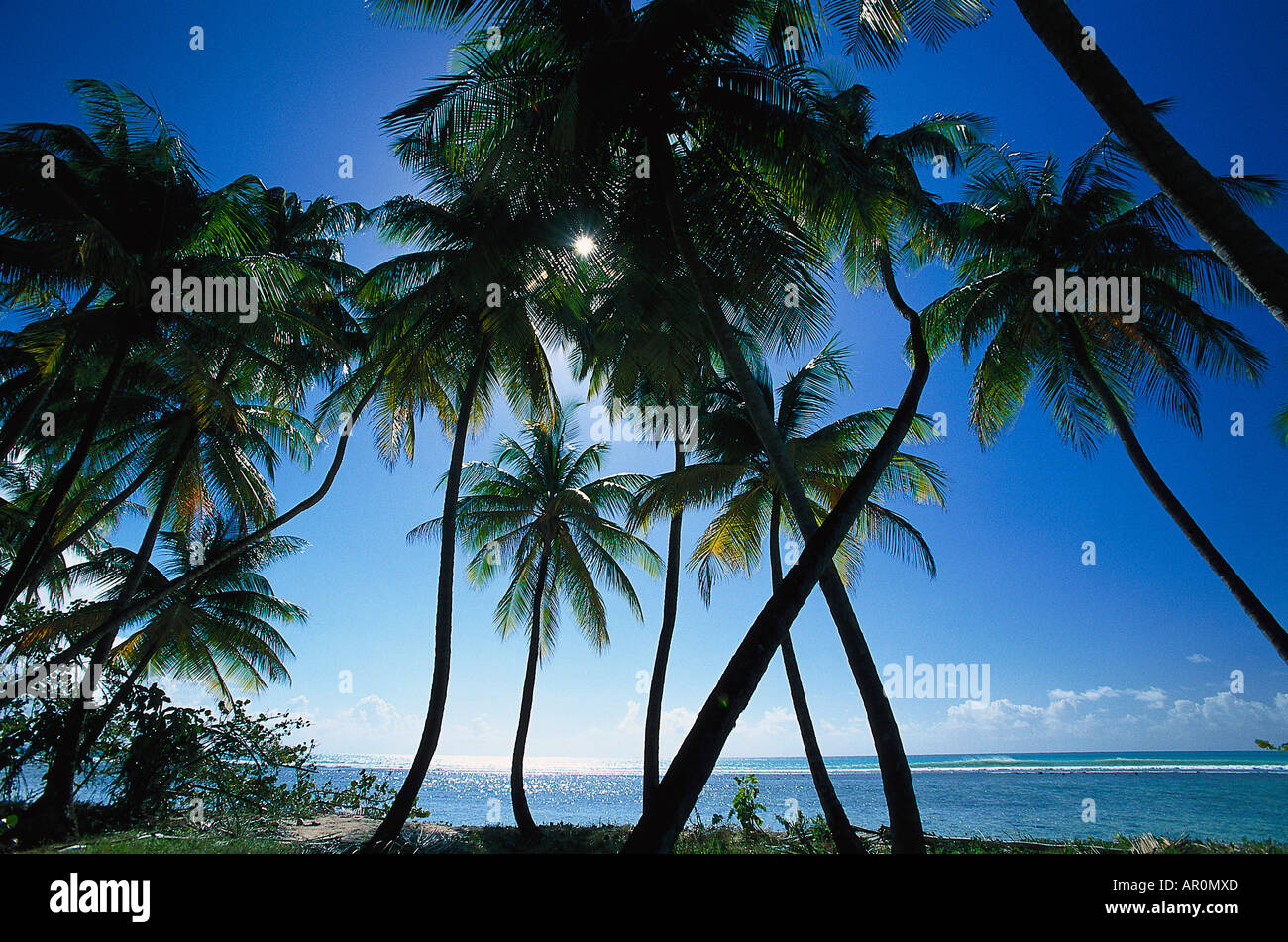 Kokospalmen Palmenstrand, Tobago, West Indies, Karibik Foto de stock