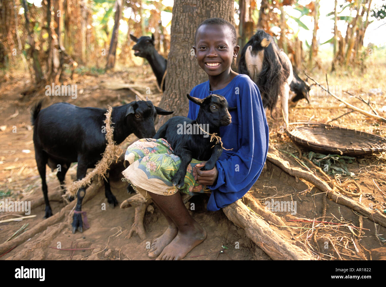 El genocidio ruandés Marie Rose huérfano con cabras donados por enviar una vaca para proporcionar leche para todos los niños de su familia Foto de stock