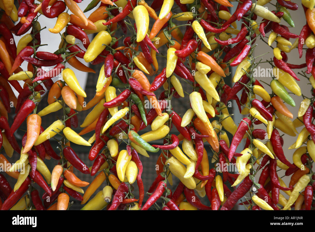 Chiles en venta, Sorrento, Italia Foto de stock