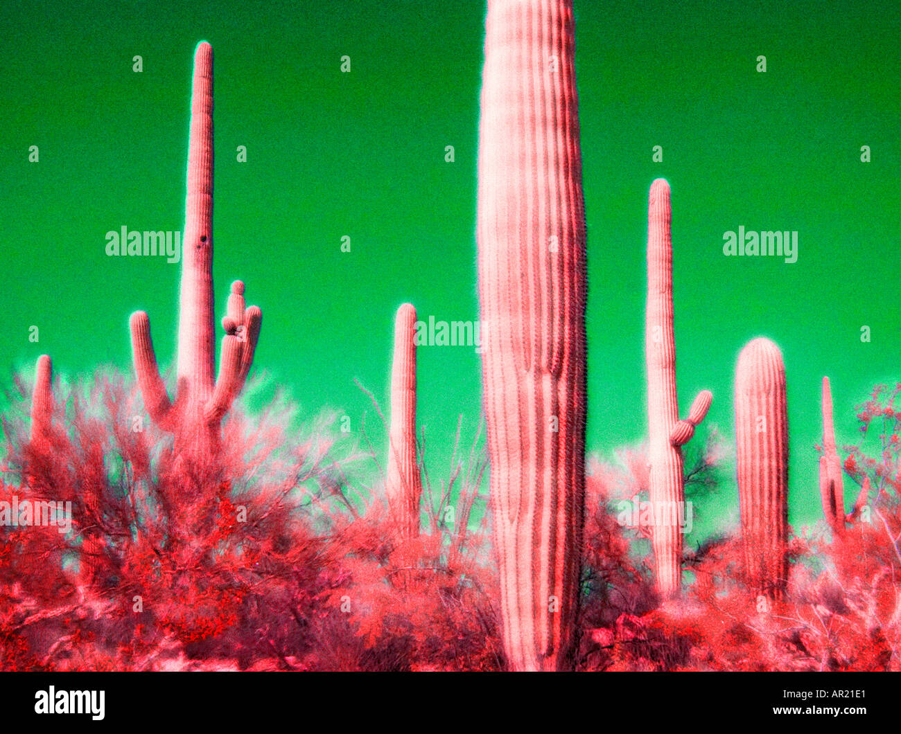 Saguaro imagen infrarroja Foto de stock