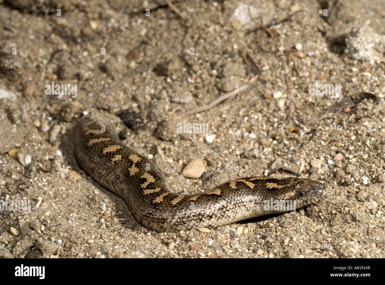 Javelin arena Eryx jaculus (BOA), reptando de arena, Grecia, Peloponnes