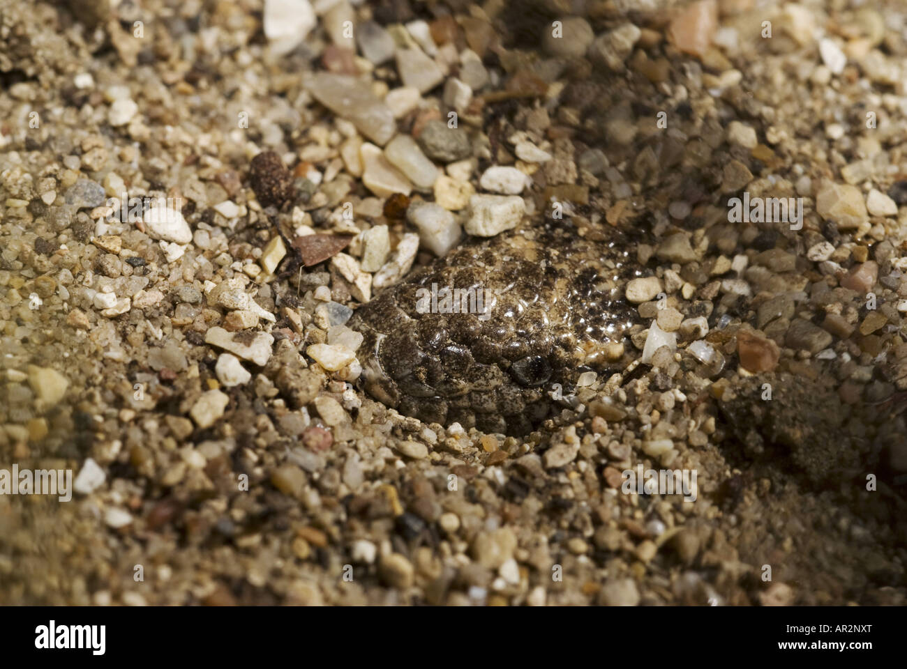 Javelin arena Eryx jaculus (BOA), escondidos en la arena, Grecia