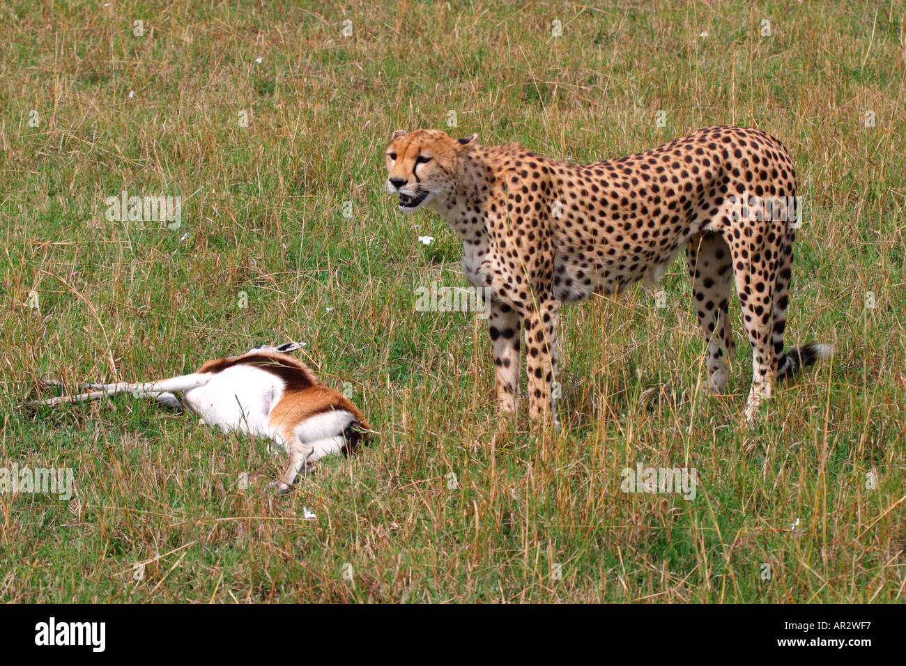 Guepardo matar Thomsons Gacela Thomson Reserva Natural Nacional Masai Mara en Kenya África Oriental Foto de stock