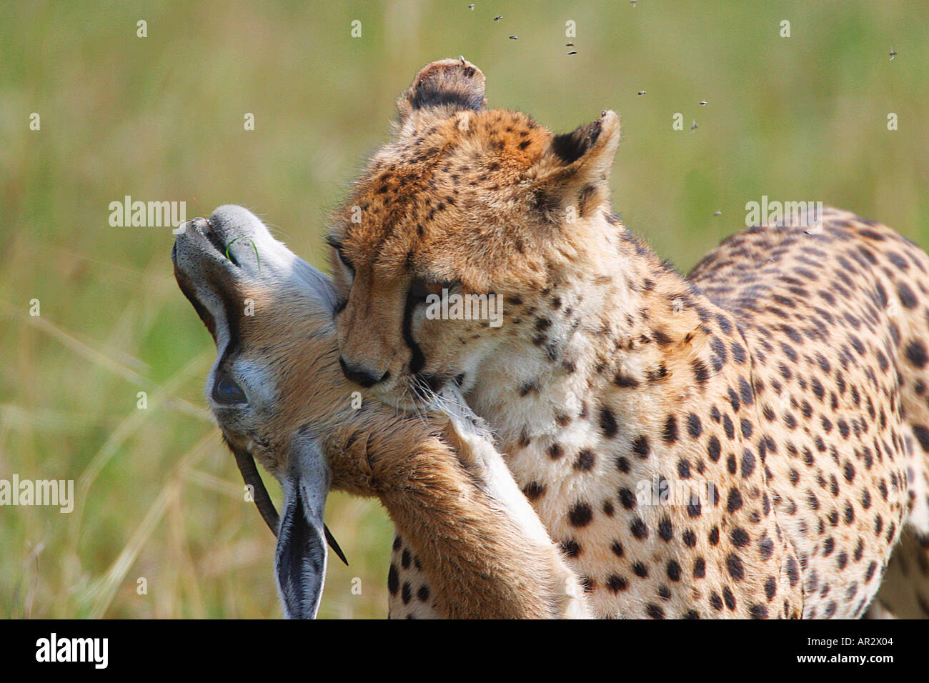 Guepardo matar Thomsons Gacela Thomson presa Reserva Natural Nacional Masai Mara en Kenya África Oriental Foto de stock